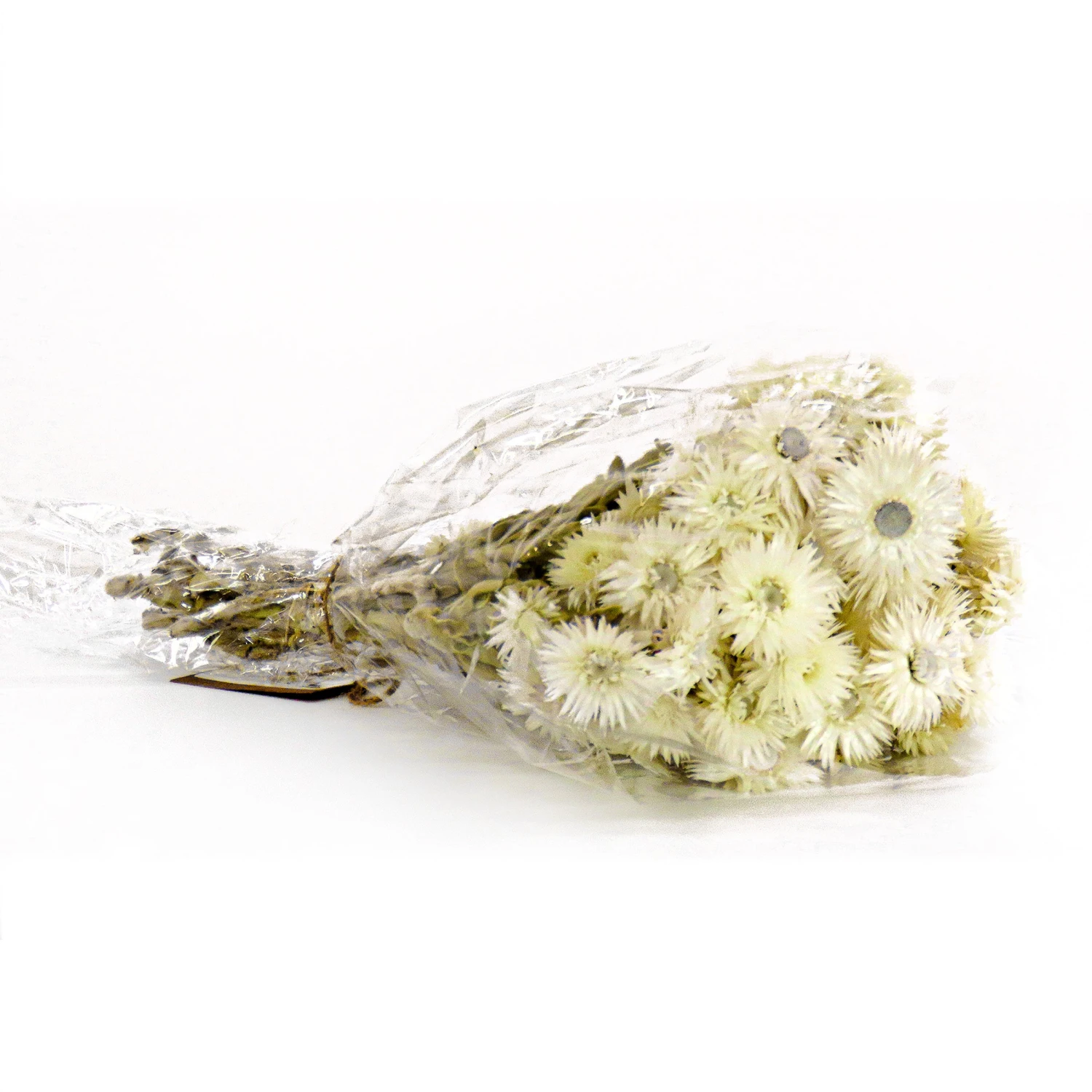16 In. Spring Dried Natural Capeblumen Flowers Bouquet 1 16 In. Spring Dried Natural Capeblumen Flowers Bouquet
