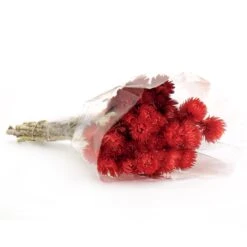 16 In. Spring Dried Red Capeblumen Flowers Bouquet