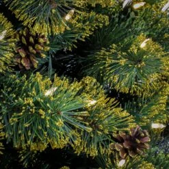 7 Ft. Pre-Lit Maine Pine Tree With LED Lights 8 7 Ft. Pre-Lit Maine Pine Tree With LED Lights -Christmas Trees Sales MP64 300L 70 3