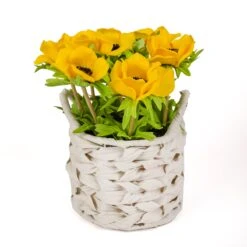 10 In. Spring Yellow Anemone Flower Bouquet In White Basket