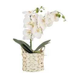 21 In. Spring White Orchid In White Basket