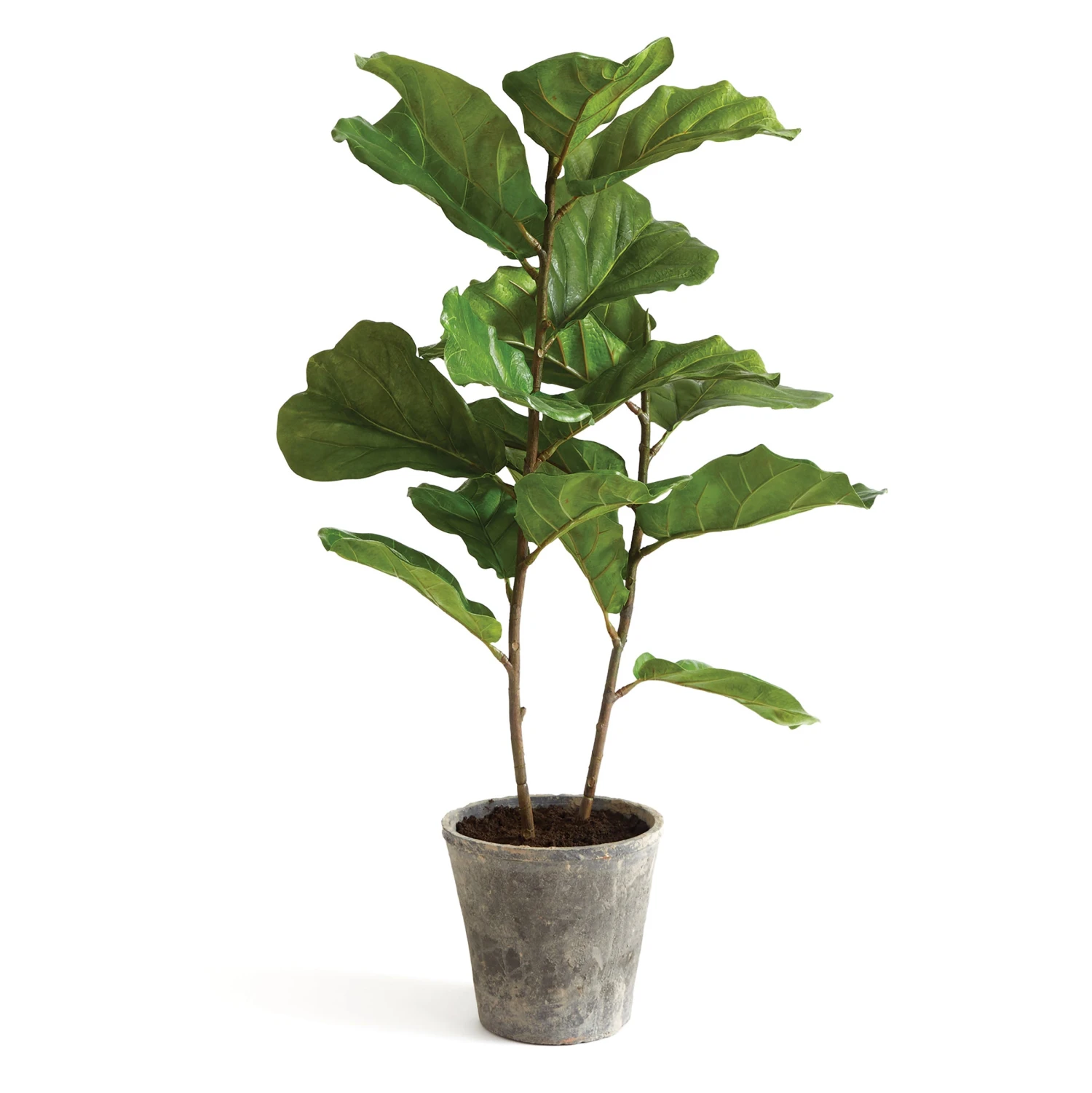 43 In. Fiddle Leaf Fig Topiary Tree 1 43 In. Fiddle Leaf Fig Topiary Tree