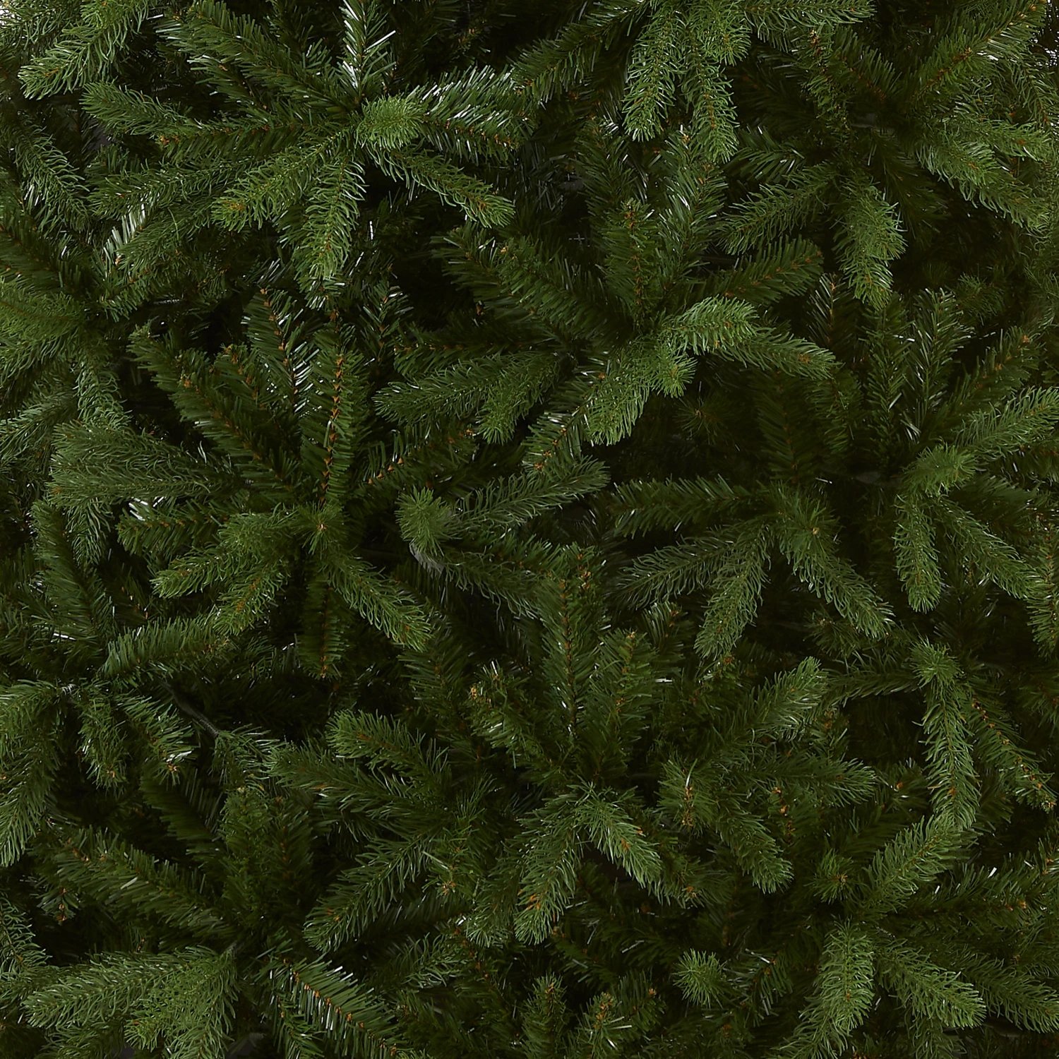 7.5 Ft. Newberry Spruce Tree 3 7.5 Ft. Newberry Spruce Tree - Image 3