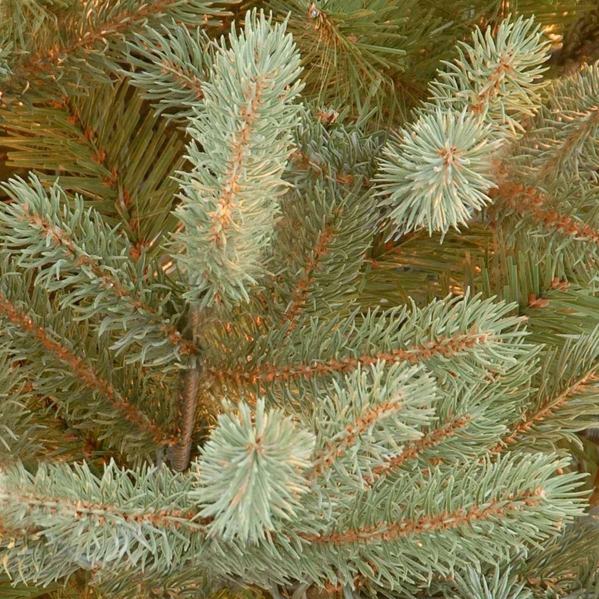 7.5 Ft. Norway Fir Tree 8 7.5 Ft. Norway Fir Tree - Image 8