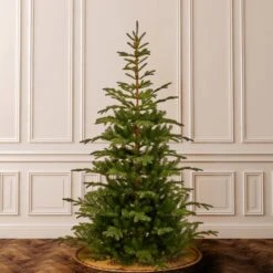 7.5 Ft. Norwegian Spruce Tree 17 7.5 Ft. Norwegian Spruce Tree -Christmas Trees Sales PENG4 500 75 2