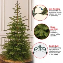 7.5 Ft. Norwegian Spruce Tree 16 7.5 Ft. Norwegian Spruce Tree -Christmas Trees Sales PENG4 500 75 Features