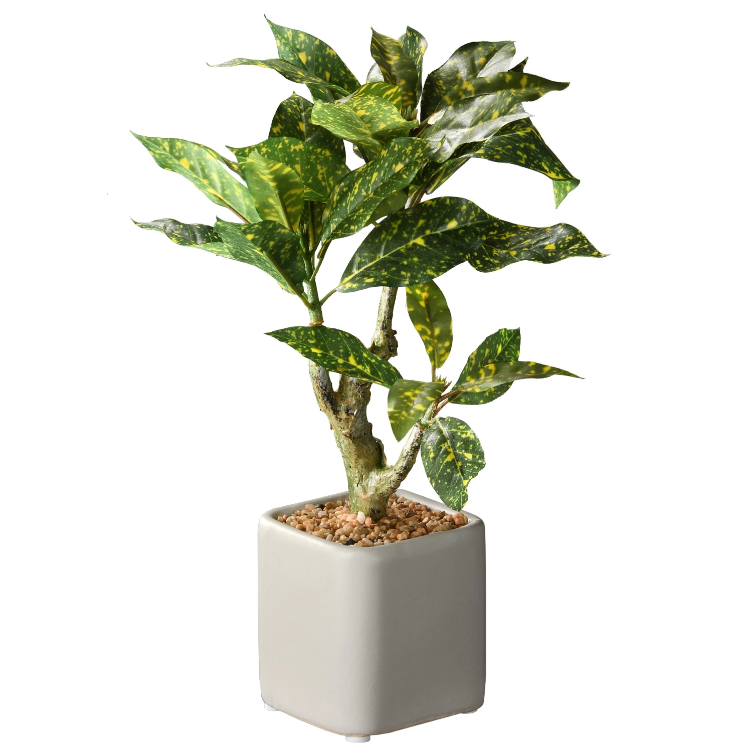 11 In. Spring Croton Tree Potted Plant In A Stylish Ceramic Pot Base 1 11 In. Spring Croton Tree Potted Plant In A Stylish Ceramic Pot Base