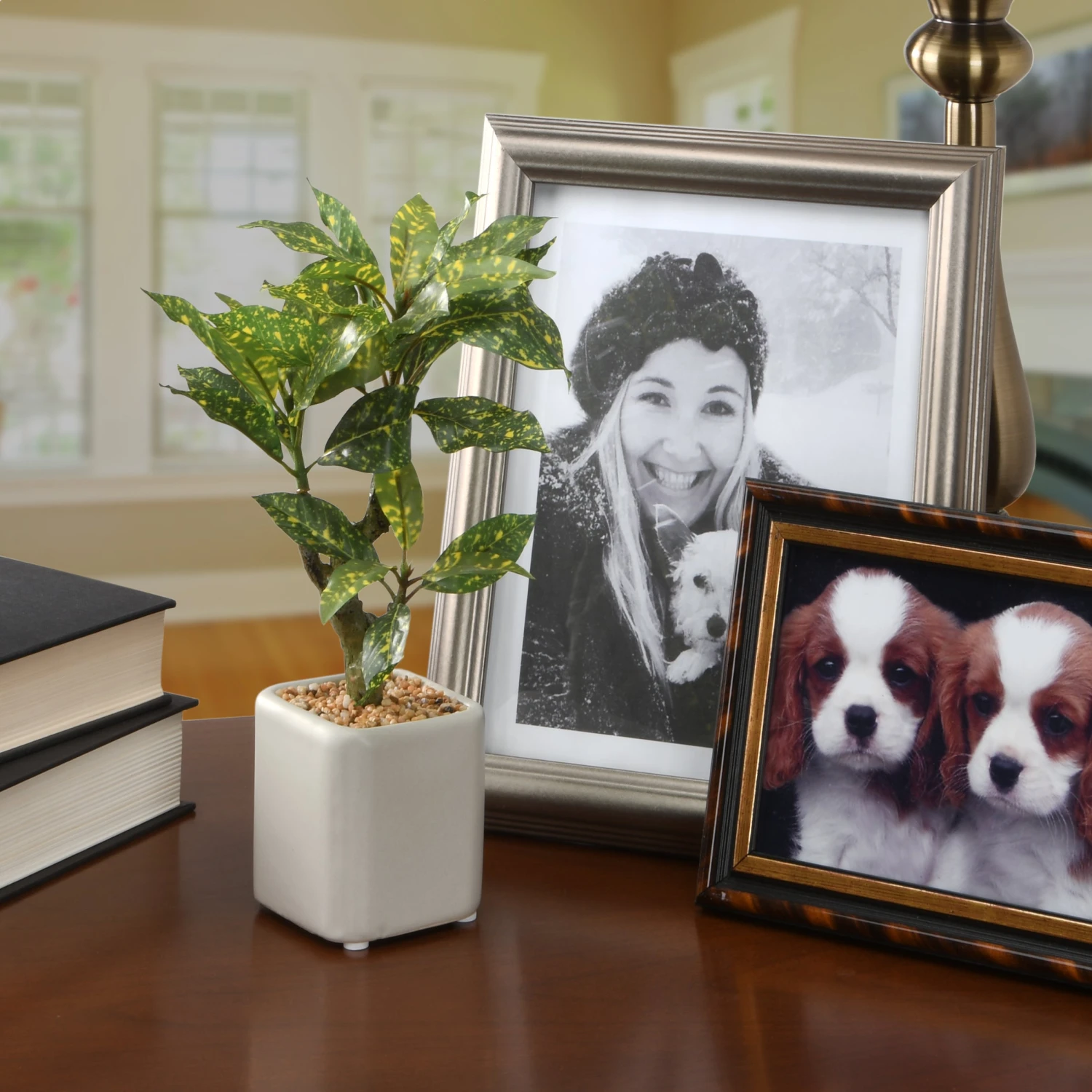 11 In. Spring Croton Tree Potted Plant In A Stylish Ceramic Pot Base 2 11 In. Spring Croton Tree Potted Plant In A Stylish Ceramic Pot Base - Image 2