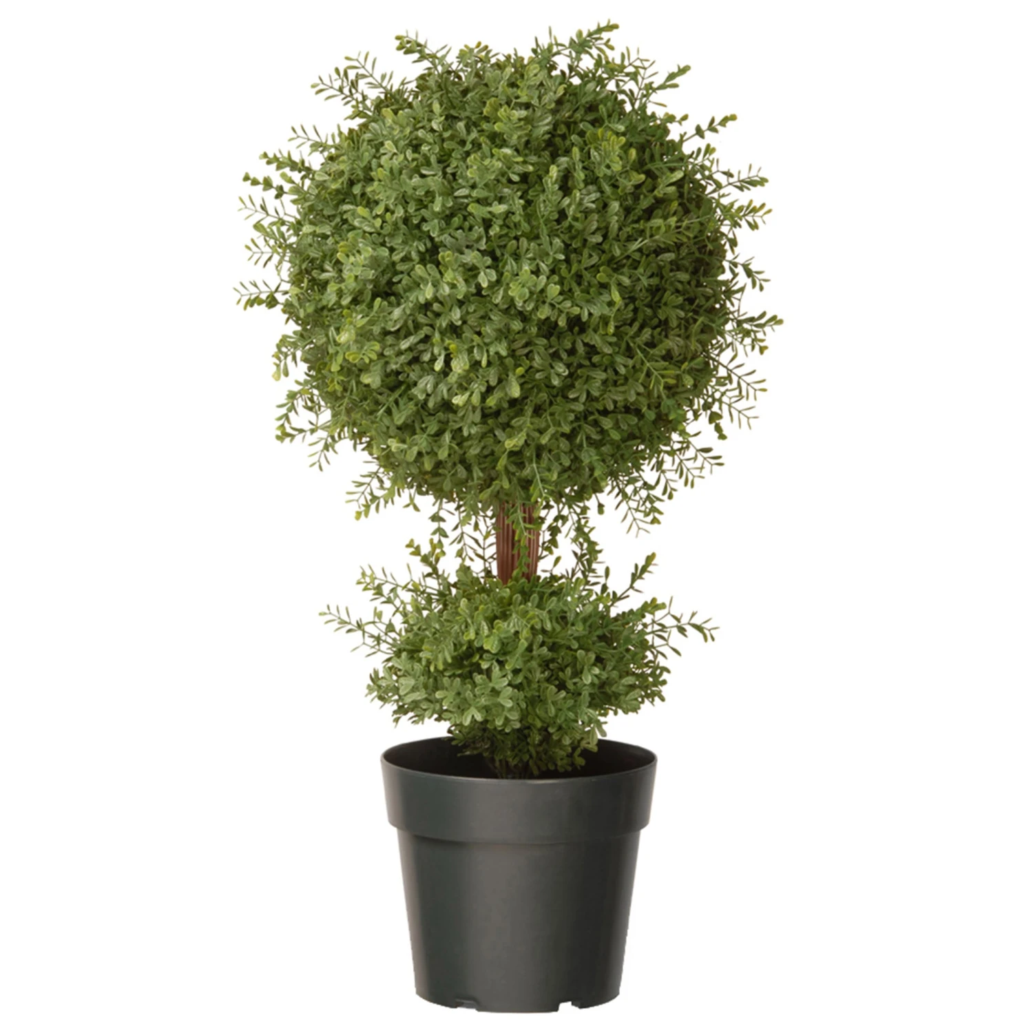 30 In. Mini Tea Leaf 1 Ball In Green Round Growers Pot 1 30 In. Mini Tea Leaf 1 Ball In Green Round Growers Pot