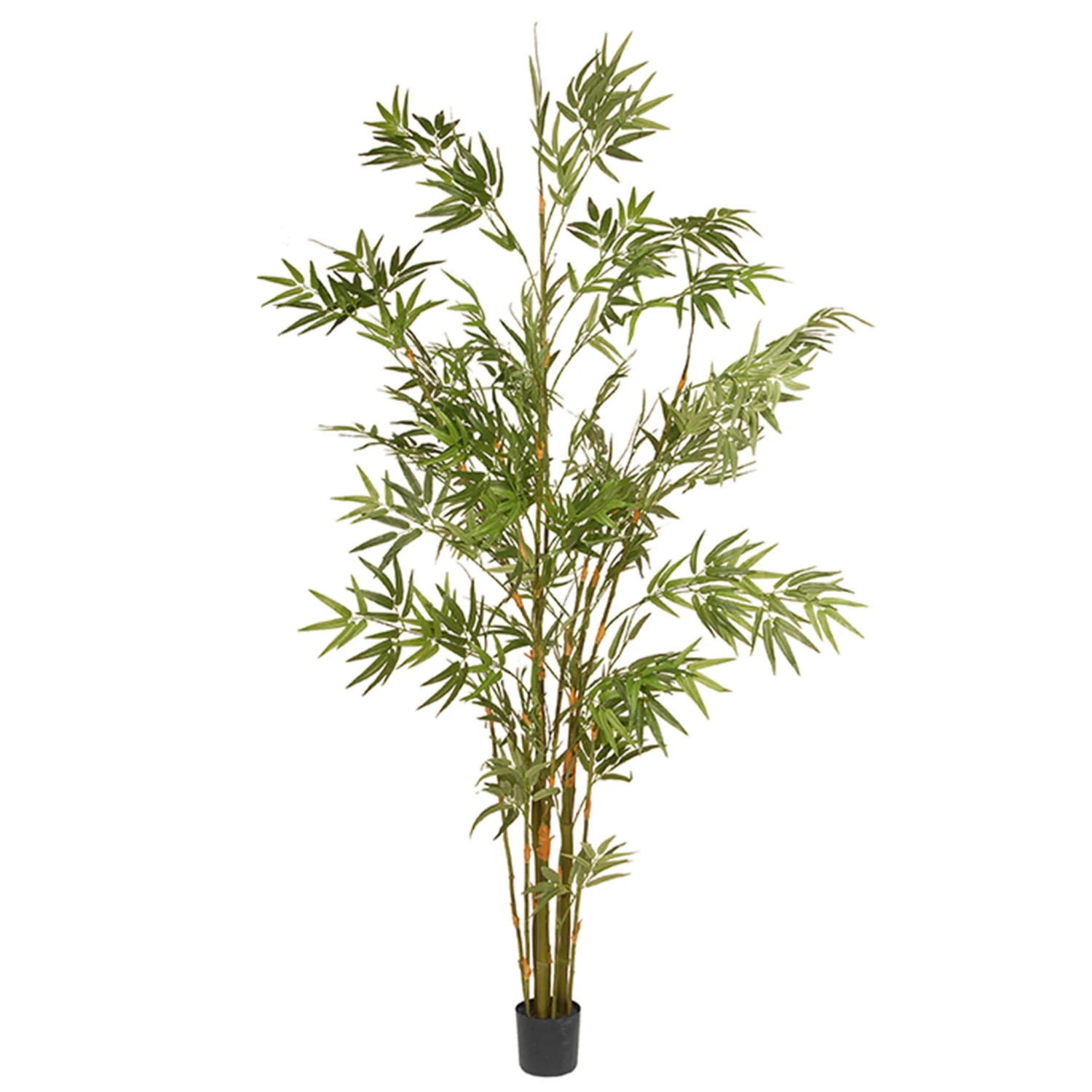 6 Ft. Potted Japanese Bamboo Tree 1 6 Ft. Potted Japanese Bamboo Tree