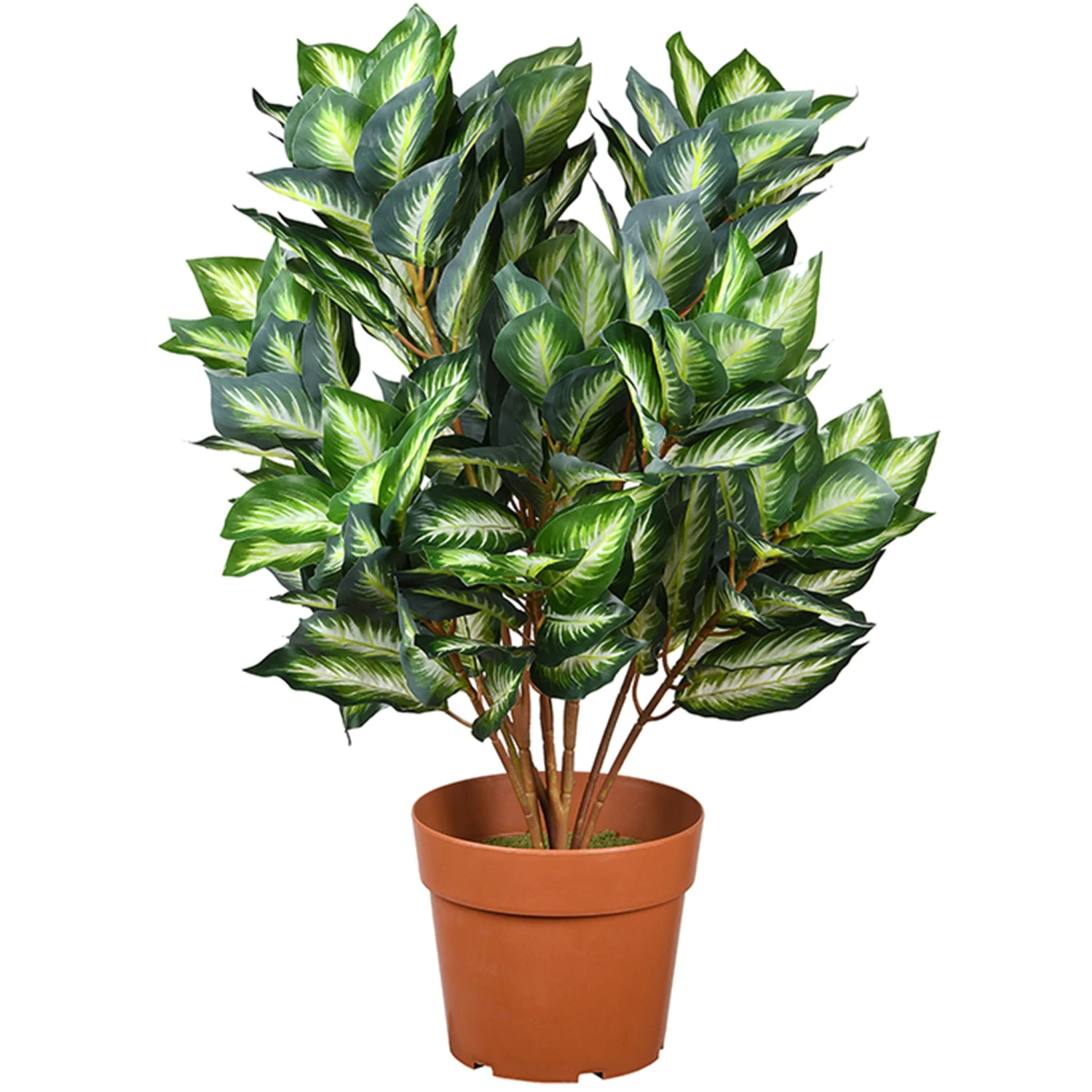 30 In. Hosta Topiary Plant In Brown Round Growers Pot 1 30 In. Hosta Topiary Plant In Brown Round Growers Pot