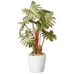 21 In. Spring Potted Philodendron Plant Decoration Garden Accents In Ceramic Pot