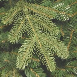 4 Ft. Norwegian Spruce Entrance Tree With Clear Lights 8 4 Ft. Norwegian Spruce Entrance Tree With Clear Lights -Christmas Trees Sales website images 3 0006s 0001 PENG4 unlit CU